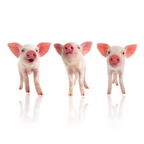 Noordwand Farmlife Behangposter biggetjes - 3750058