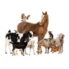 Noordwand Farmlife Behangposter boerderijdieren - 3750050