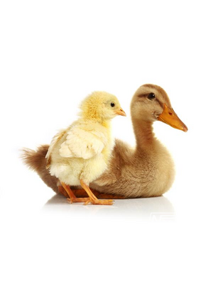 Noordwand Farmlife Behangposter eend met kuiken - 3750047