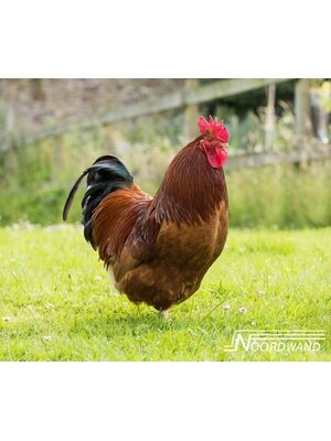 Noordwand Farmlife Behangposter haan - 3750069