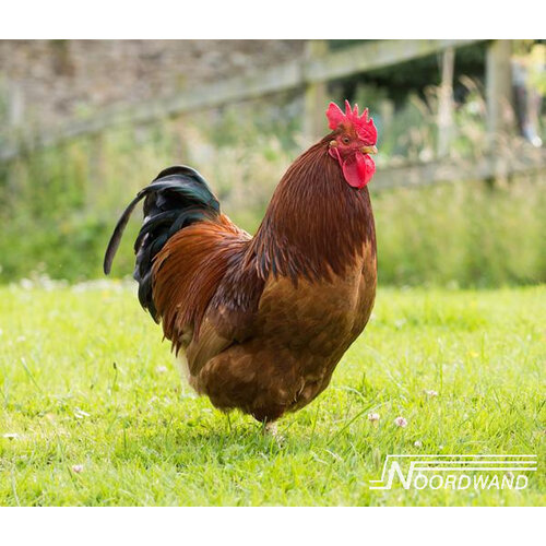 Noordwand Farmlife Behangposter haan - 3750078