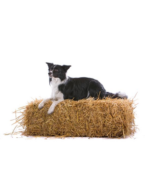 Noordwand Farmlife Behangposter hond op het stro - 3750045