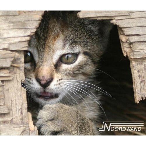 Noordwand Farmlife Behangposter kat - 3750061