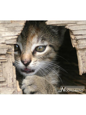 Noordwand Farmlife Behangposter kat - 3750070