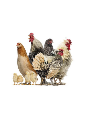 Noordwand Farmlife Behangposter kippen - 3750044