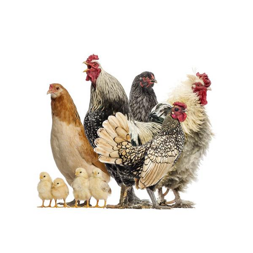 Noordwand Farmlife Behangposter kippen - 3750044