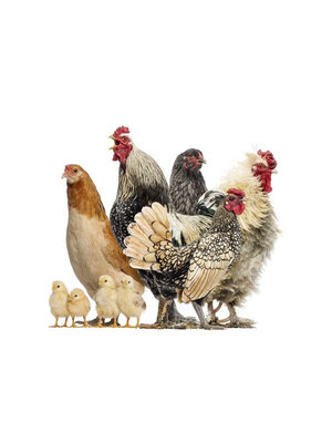 Noordwand Farmlife Behangposter kippen - 3750053