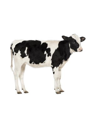 Noordwand Farmlife Behangposter koe - 3750042