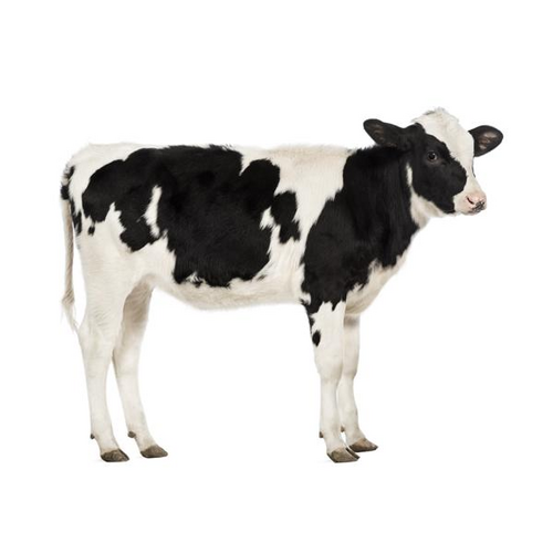 Noordwand Farmlife Behangposter koe - 3750042