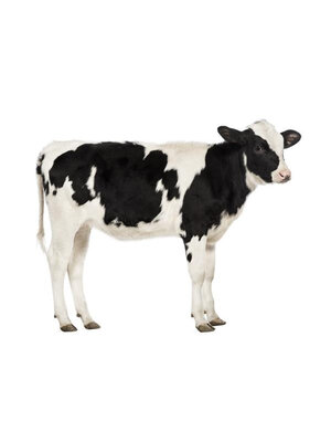 Noordwand Farmlife Behangposter koe - 3750051