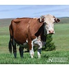 Noordwand Farmlife Behangposter koe - 3750063