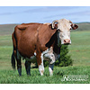 Noordwand Farmlife Behangposter koe - 3750072