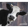 Noordwand Farmlife Behangposter koe - 3750074