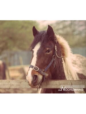Noordwand Farmlife Behangposter paard - 3750062