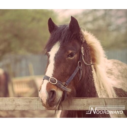 Noordwand Farmlife Behangposter paard - 3750062