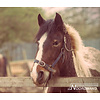 Noordwand Farmlife Behangposter paard - 3750071
