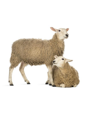 Noordwand Farmlife Behangposter schaap - 3750043