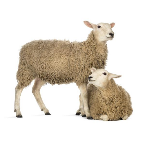 Noordwand Farmlife Behangposter schaap - 3750043