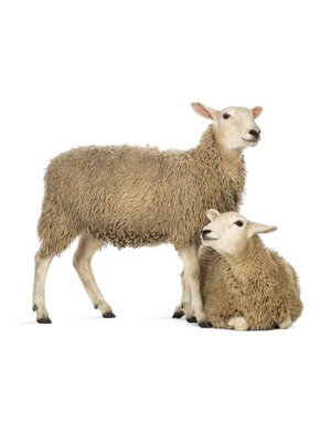 Noordwand Farmlife Behangposter schaap - 3750052