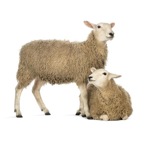 Noordwand Farmlife Behangposter schaap - 3750052