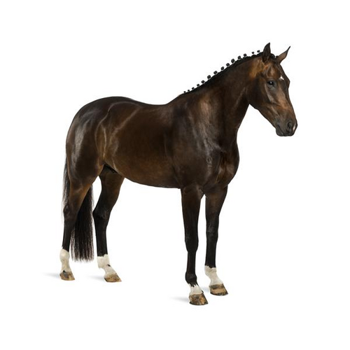 Noordwand Farmlife Behangposter zwart paard - 3750057