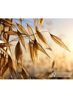 Noordwand Farmlife Fotobehang graan in de ochtendzon - 3750013