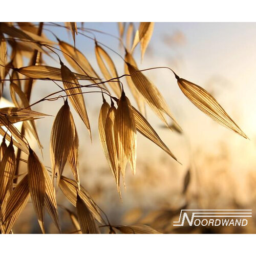 Noordwand Farmlife Fotobehang graan in de ochtendzon - 3750013