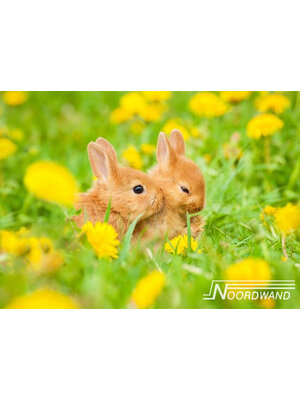 Noordwand Farmlife Fotobehang konijntjes in het gras - 3750017