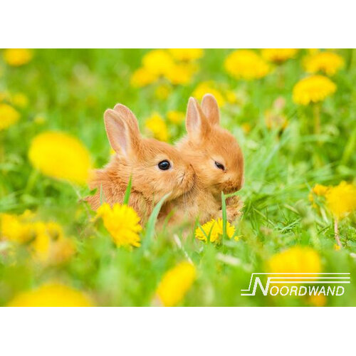 Noordwand Farmlife Fotobehang konijntjes in het gras - 3750017