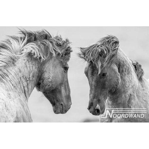 Noordwand Farmlife Fotobehang paarden zwart-wit - 3750020