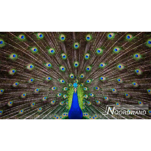 Noordwand Farmlife Fotobehang pauwenveren - 3750007