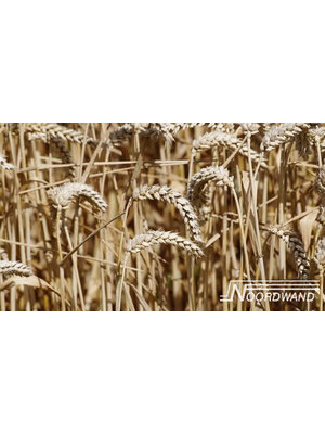 Noordwand Farmlife Fotobehang tarwe en graan - 3750001