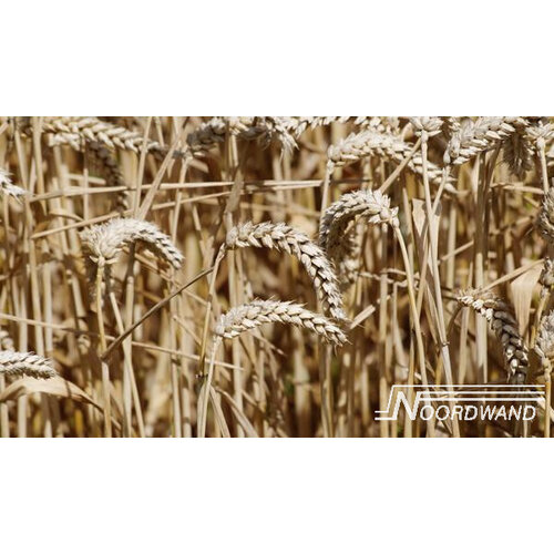 Noordwand Farmlife Fotobehang tarwe en graan - 3750001