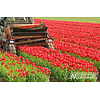 Noordwand Farmlife Fotobehang tulpen - 3750003