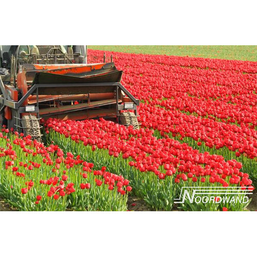 Noordwand Farmlife Fotobehang tulpen - 3750003