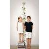 Noordwand Kids Walls Fotobehang meetlint jungle dieren - 45885