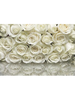 Noordwand Komar Colours Fotobehang A la Rose - 8-314