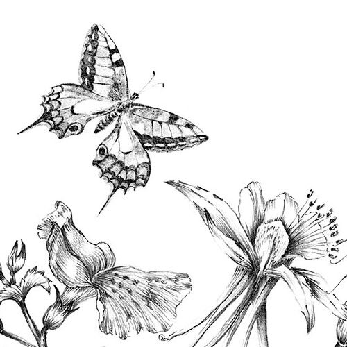 Noordwand Komar Colours Fotobehang Butterfly Field - X8-1085