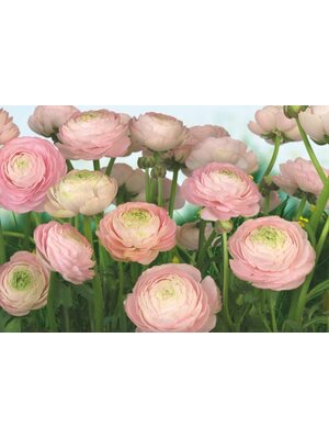 Noordwand Komar Colours Fotobehang Gentle Rose - 8-894