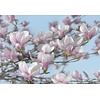 Noordwand Komar Colours Fotobehang Magnolia - 8-738