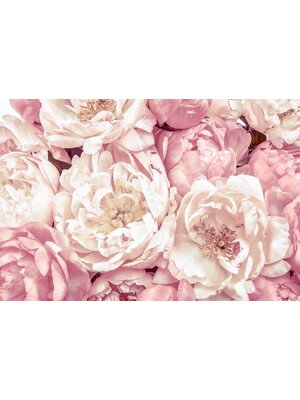 Noordwand Komar Colours Fotobehang Peonies - XXL4-091
