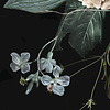 Komar Dots; Komar Home Behangcirkel Enchanted Flowers - D1-030 Komar Dots; Komar Home Behangcirkel Enchanted Flowers - D1-030