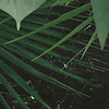 Komar Dots; Komar Home Behangcirkel Novel Monstera - D1-023 Komar Dots; Komar Home Behangcirkel Novel Monstera - D1-023