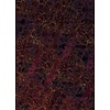 Komar Heritage Fotobehang Lotus - HX4-024