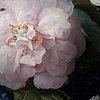 Komar Home; Komar Colours Fotobehang Amsterdam Flowers - X7-1044