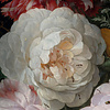 Komar Home; Komar Colours Fotobehang Amsterdam Flowers - X7-1044