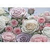Komar Home; Komar Colours Fotobehang Floraison - 8-736
