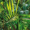 Komar Home; Komar Colours Fotobehang Jungle Trail - 8-989