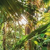 Komar Home; Komar Colours Fotobehang Jungle Trail - 8-989