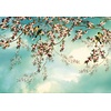 Komar Home; Komar Colours Fotobehang Sakura - 8-213 Komar Home; Komar Colours Fotobehang Sakura - 8-213
